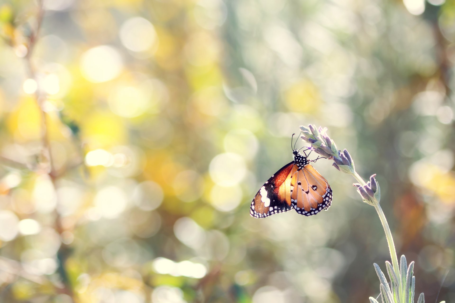 motyl owad lawenda kwiat lato natura bokeh makro