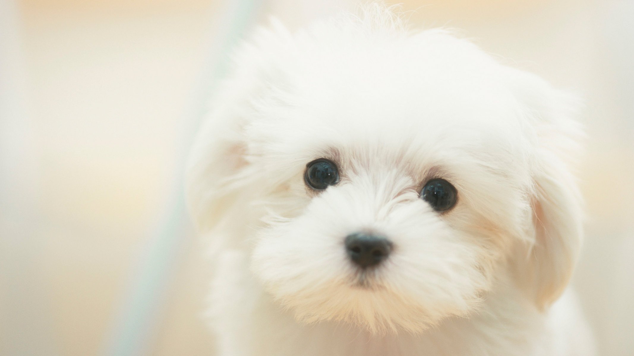 cane bianco giardino sognante cucciolo carino bianco triste sognante