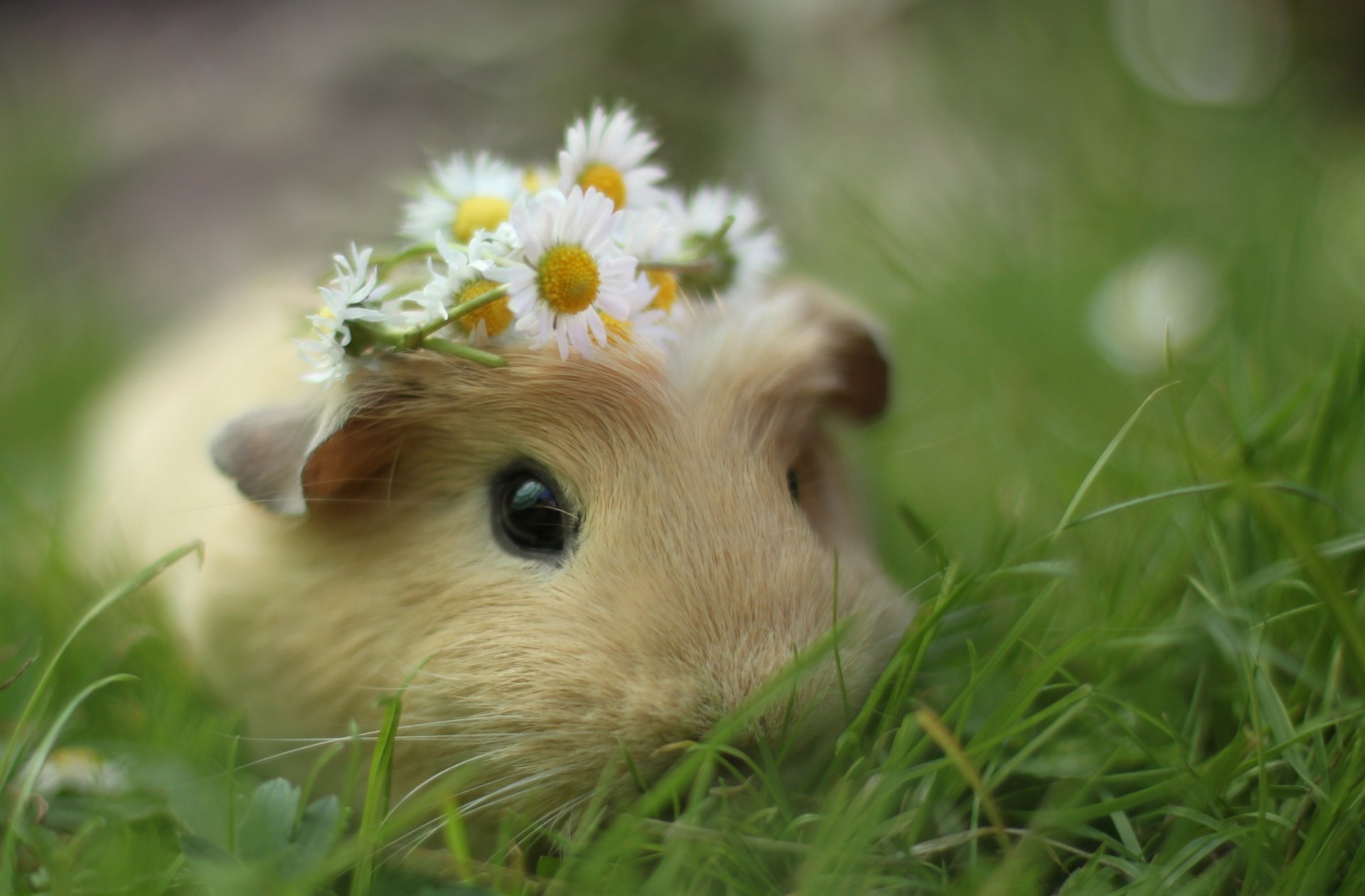 ea pig grass chamomile wreath flower close up snout rodent