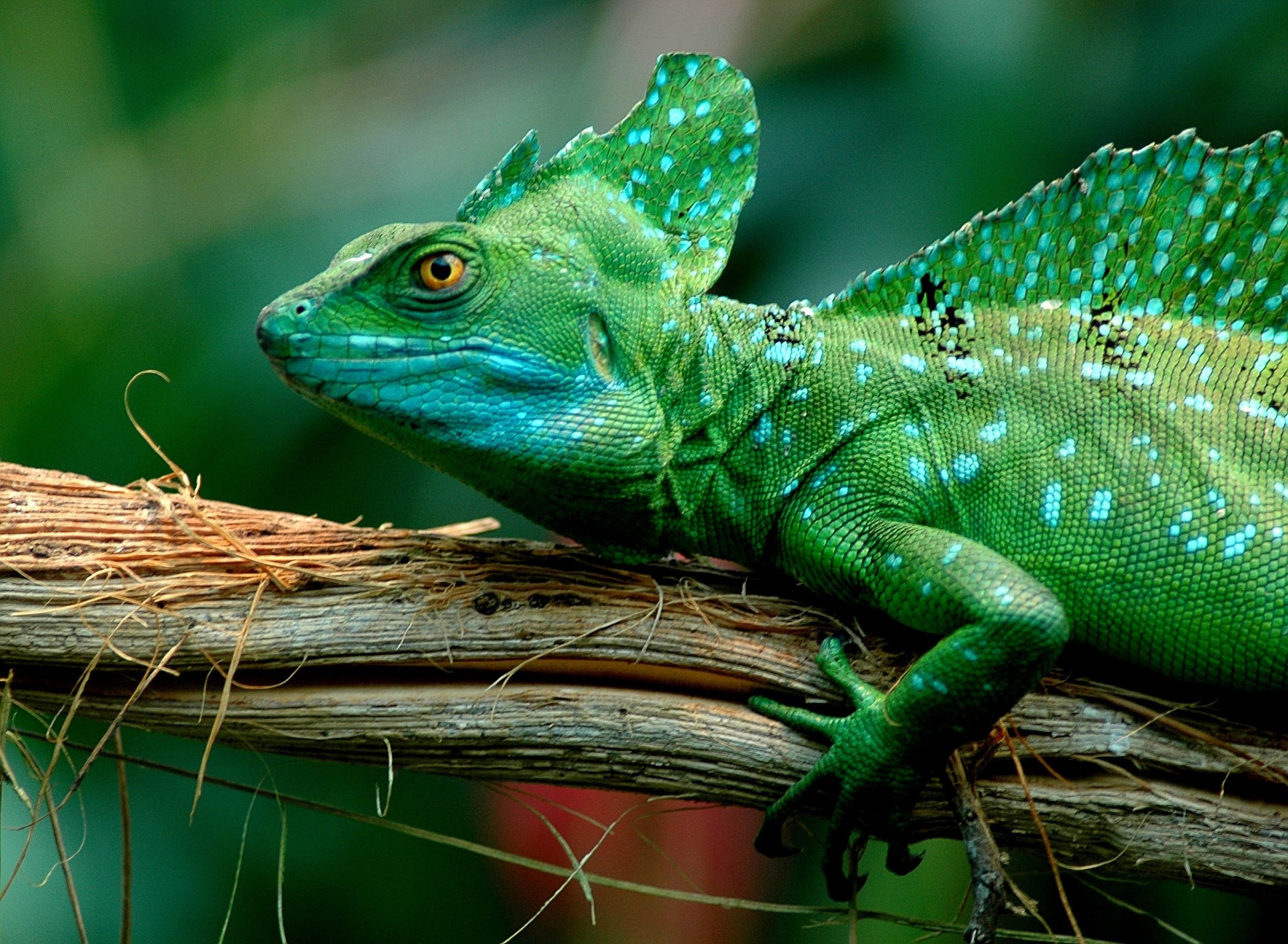 basilisco lagarto verde