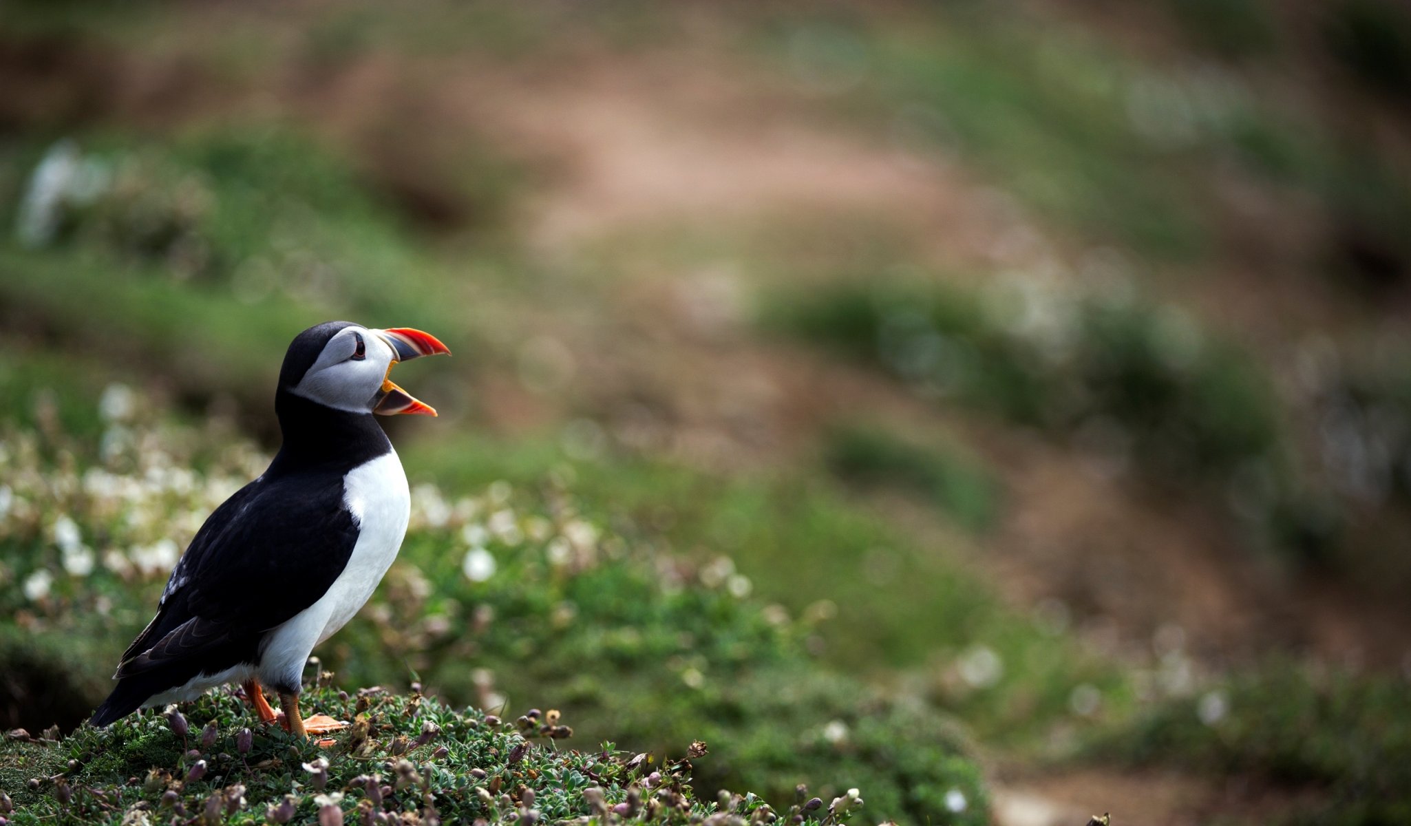 poultry atlantic puffin photo bokeh blur