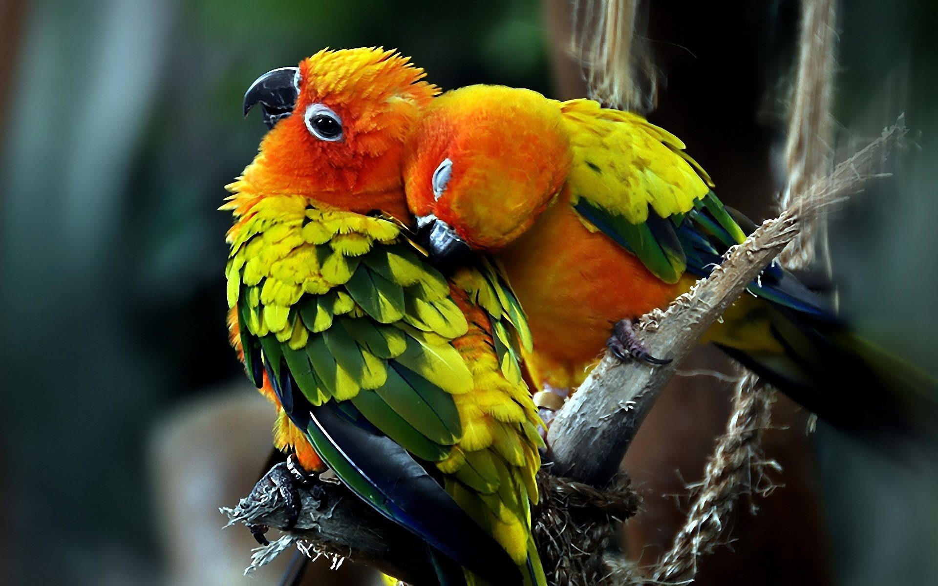 vögel papageien paar liebe