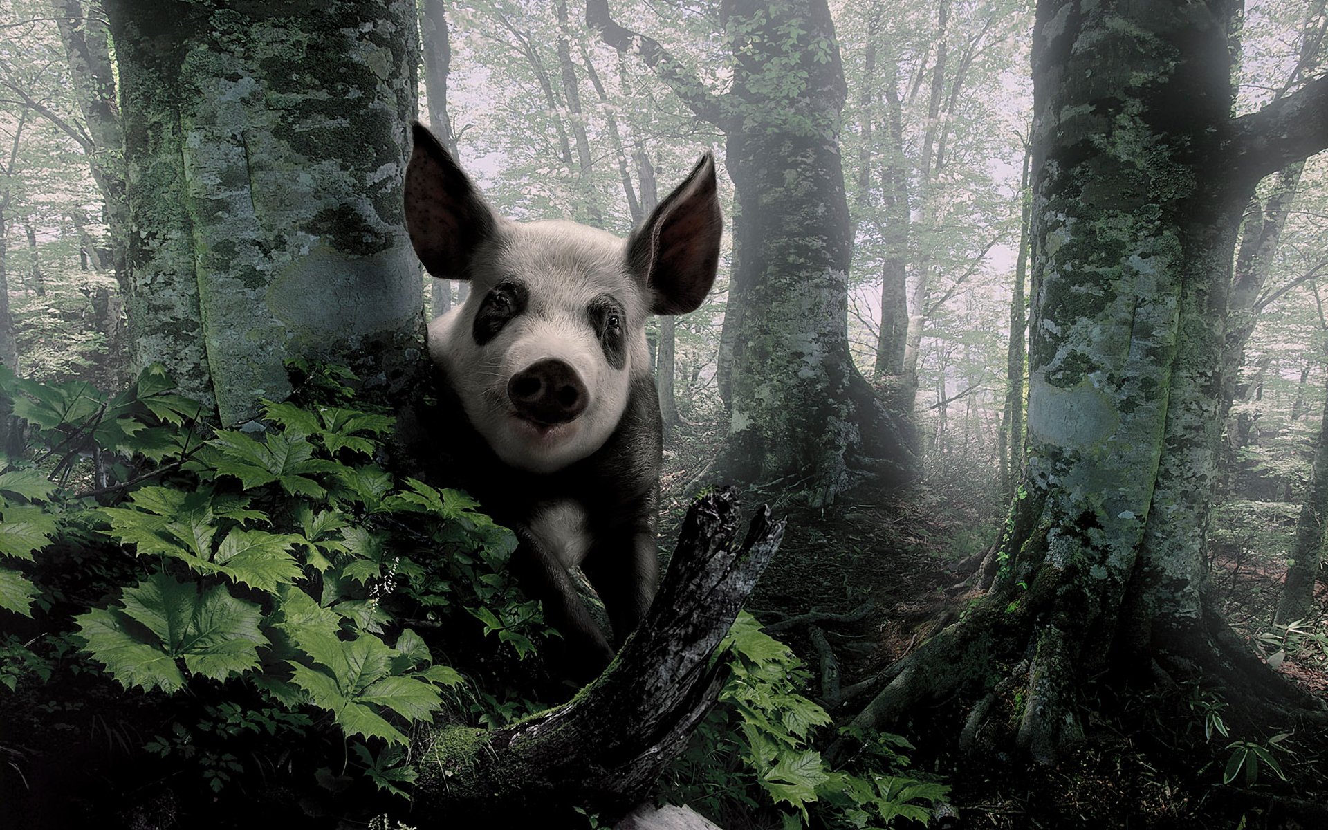 schweinchen guckt ohren blick wald bäume