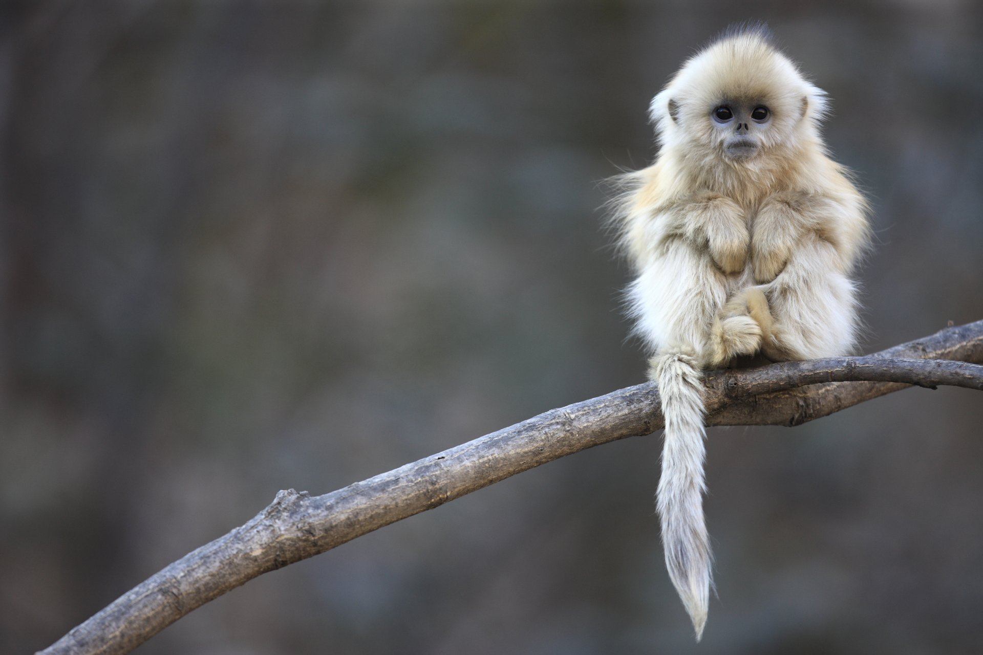 nub-nosed monkey china cyril ruoso gigipopotam