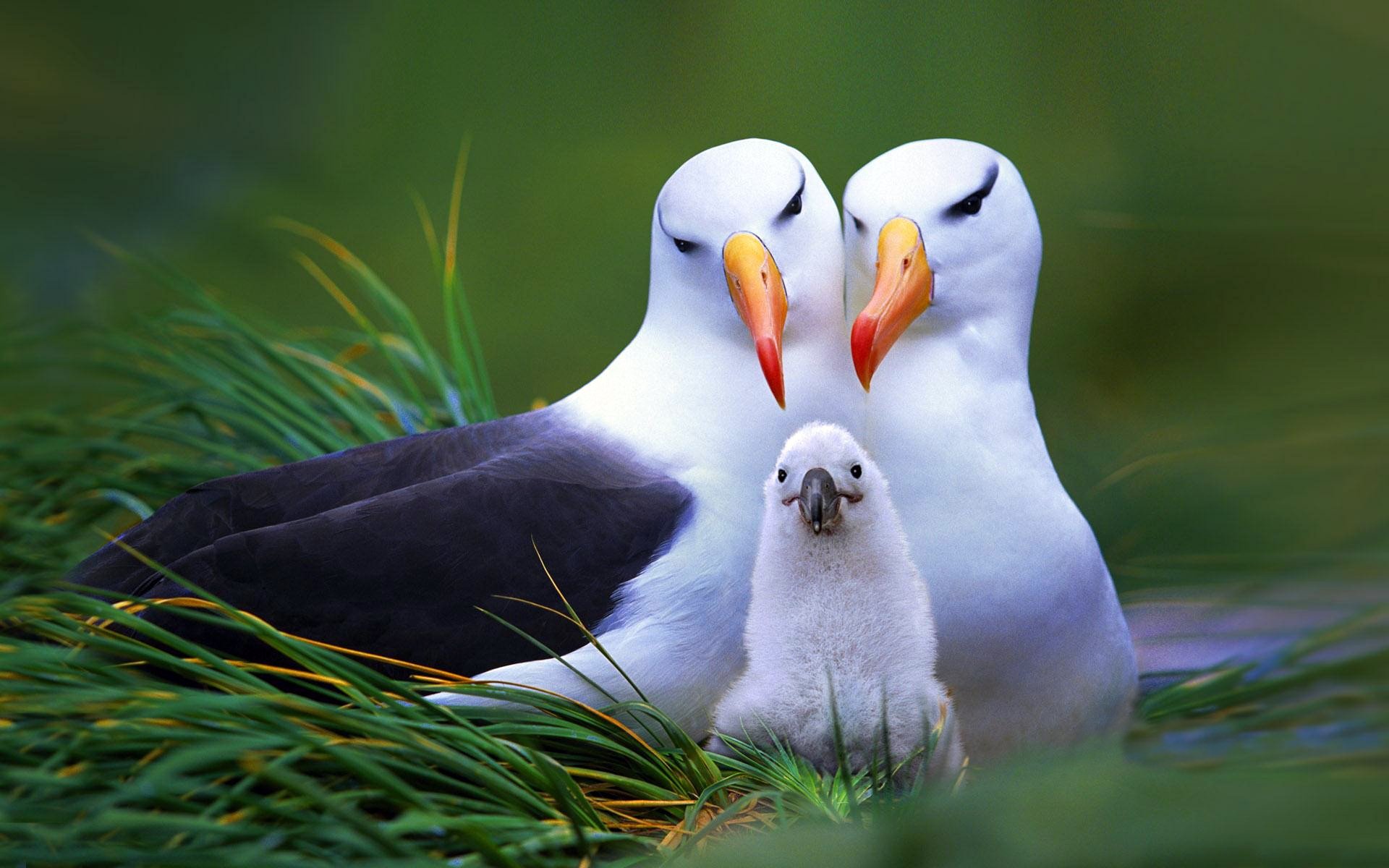 background grass nest birds family chick trio