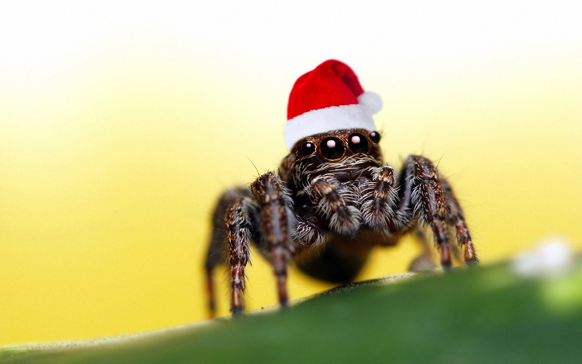 spinne weihnachtsmütze augen