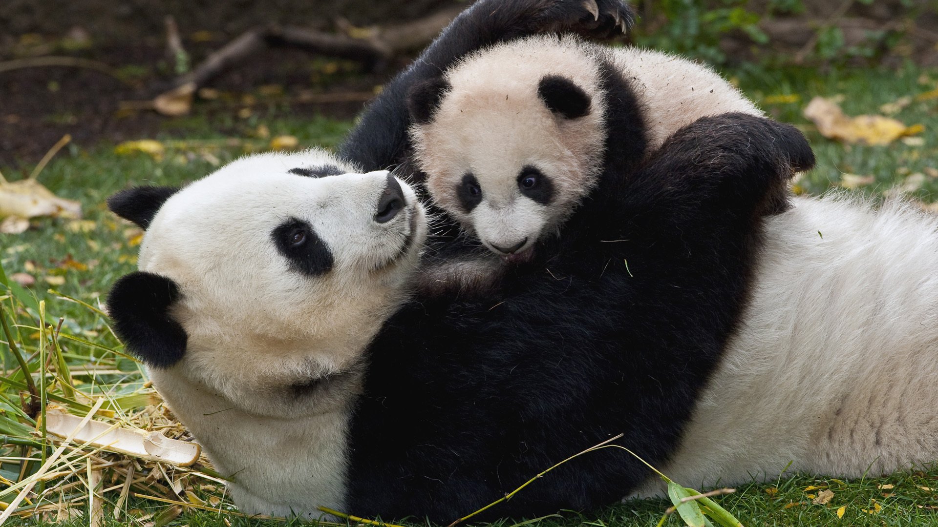 panda mamma bambino cucciolo