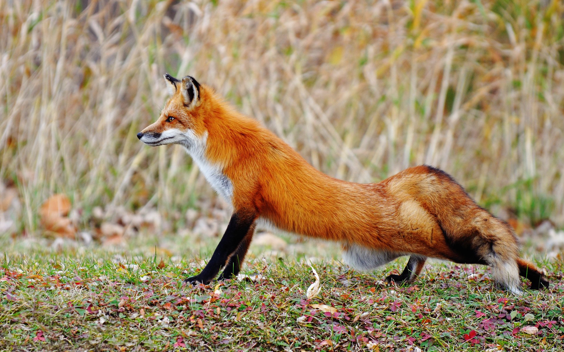 renard tiré jambe clairière automne