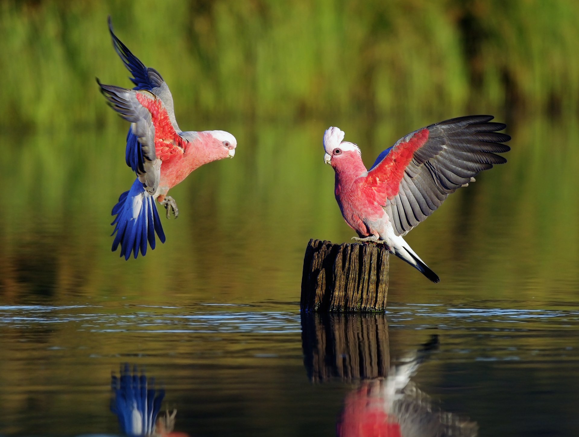 birds parrots games river blur