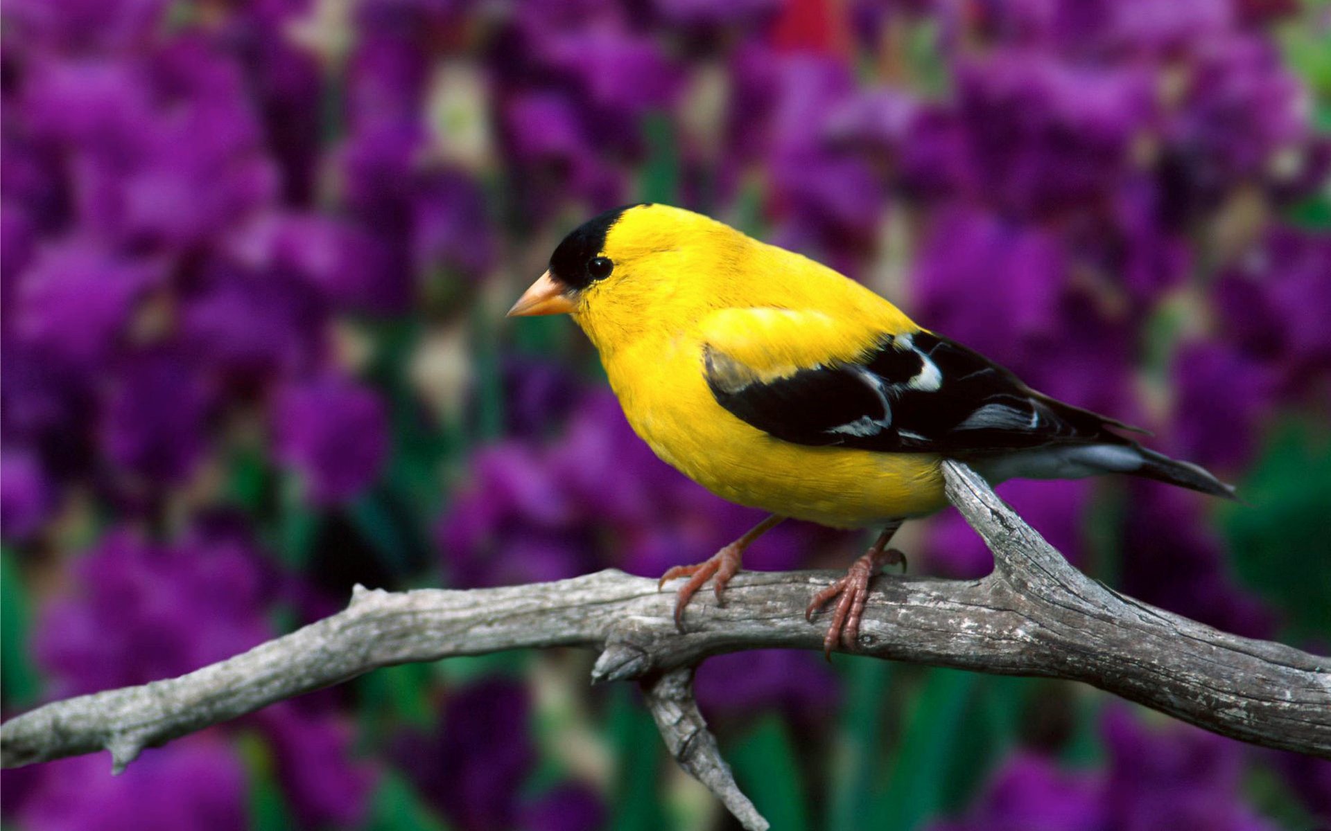 vogel amerikanisch stieglitz trocken zweig blätter blumen