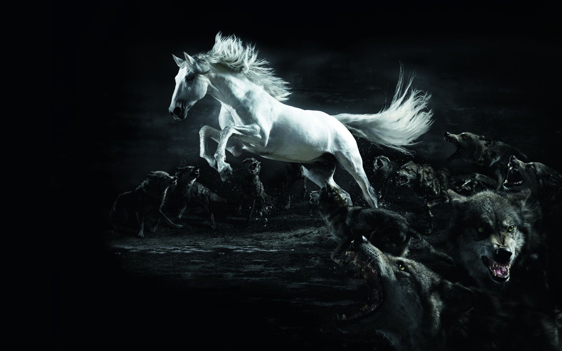 caballo blanco lobos lobo penumbra