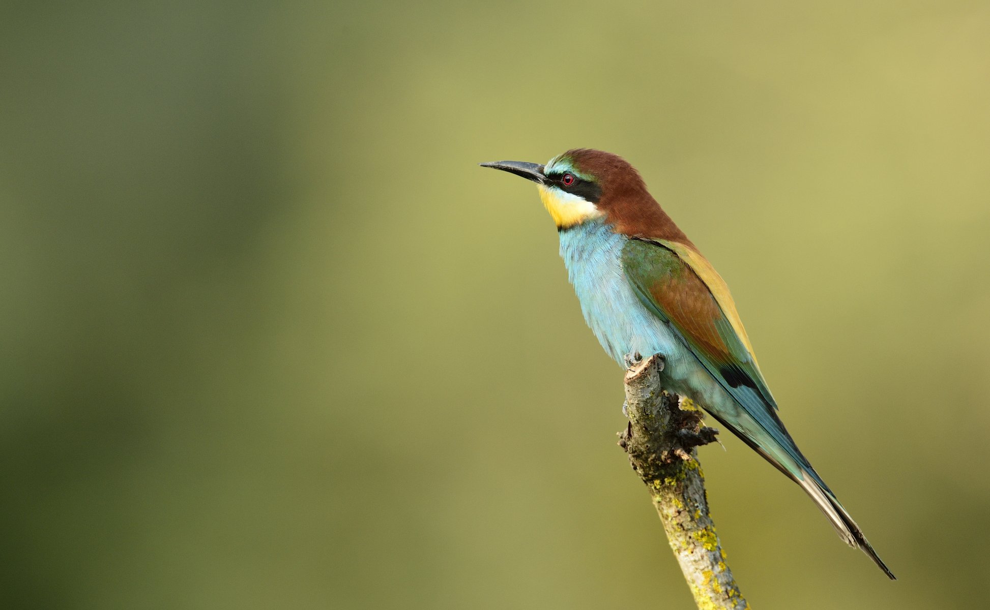 pájaro apicultor entrecerrado dorado