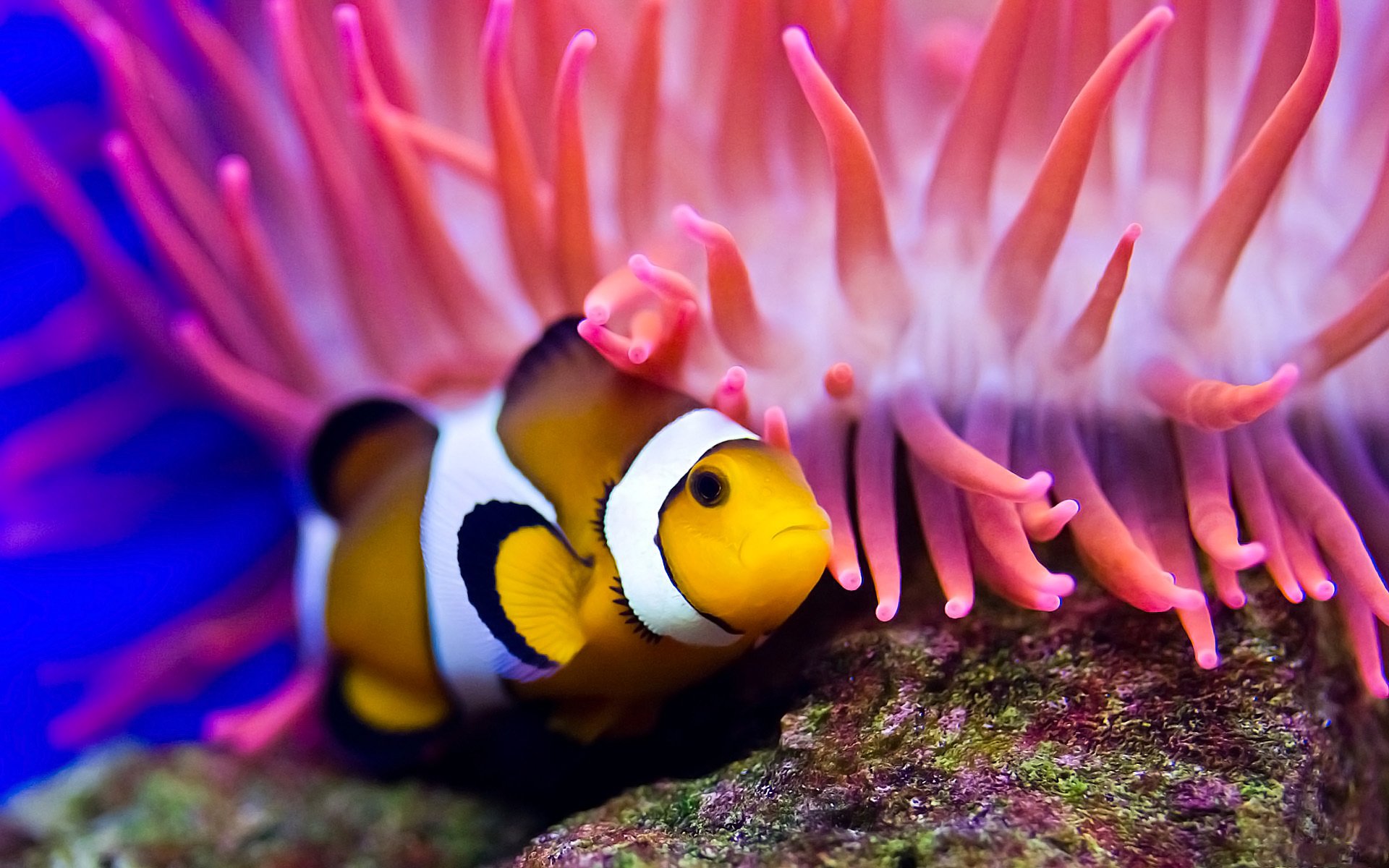 clown fish actinium sea water diving ocean the bottom stone