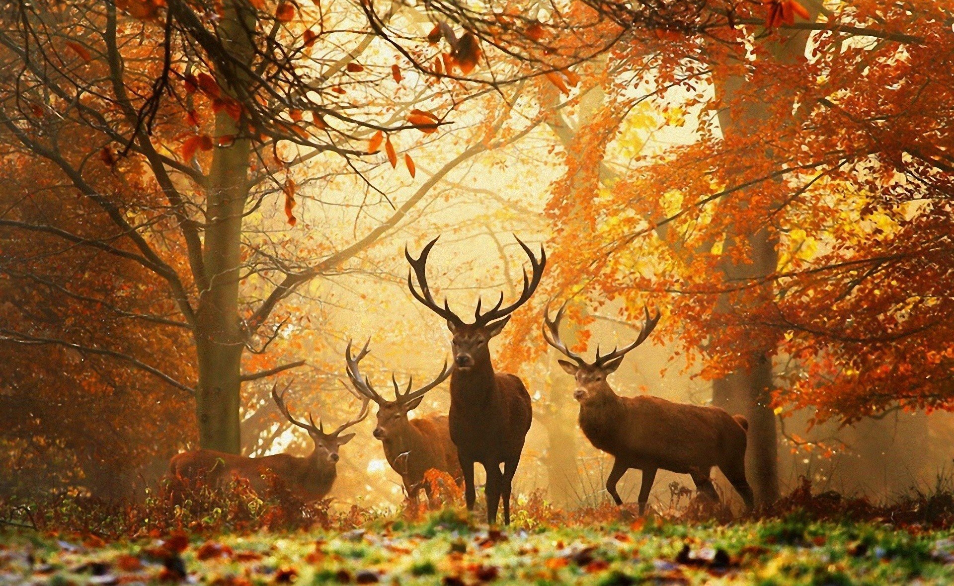 forest autumn yellow leaves animals reindeer horn