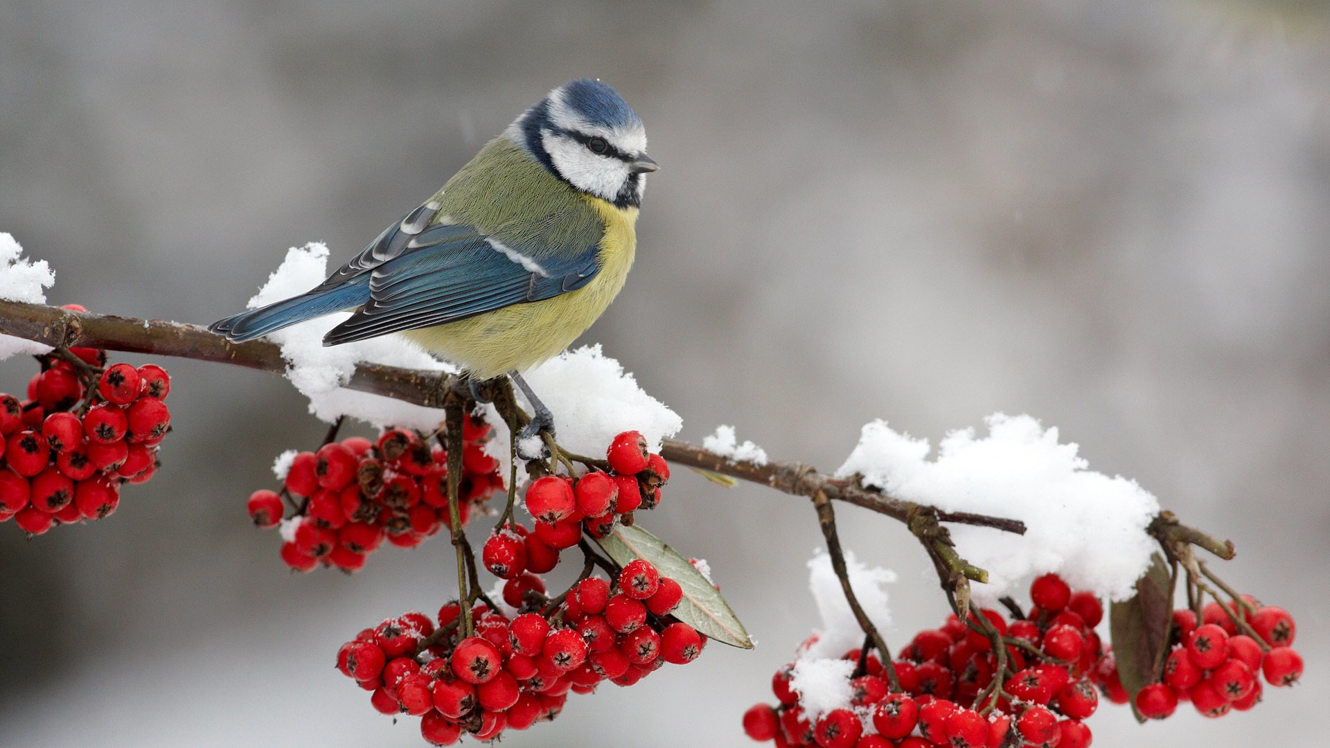 vogel meise auf einem ast beeren eberesche schnee