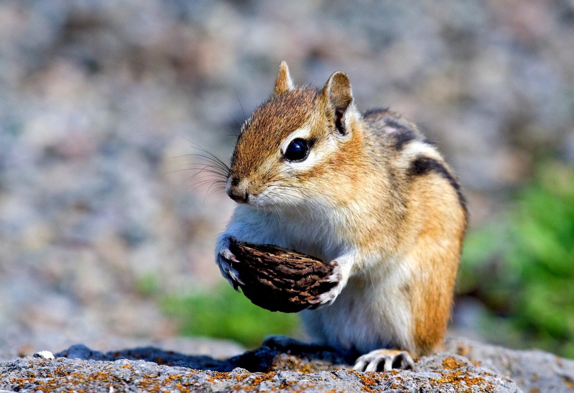 chipmunk roditore guscio