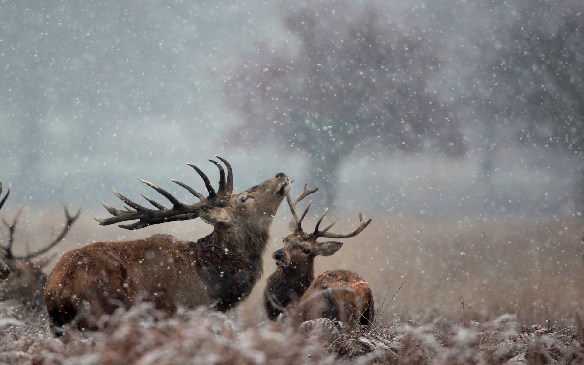 cerfs neige nature