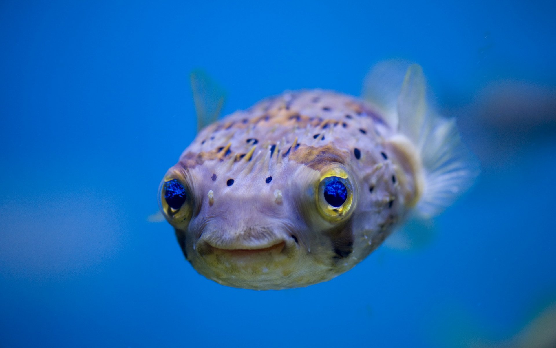 pescado agua naturaleza