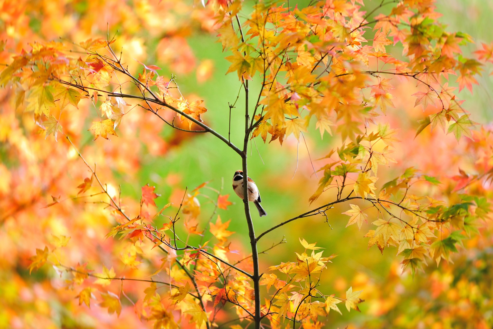 vogel spatz baum japanisch herbst laub