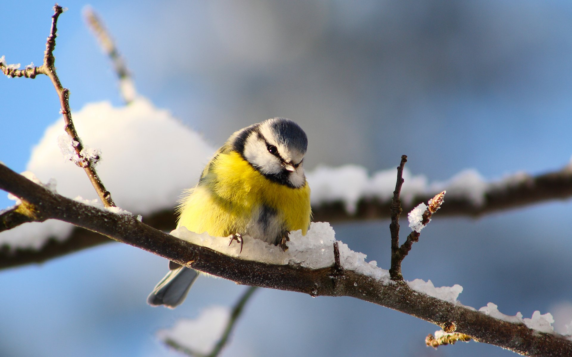 vogel meise zweige winter schnee