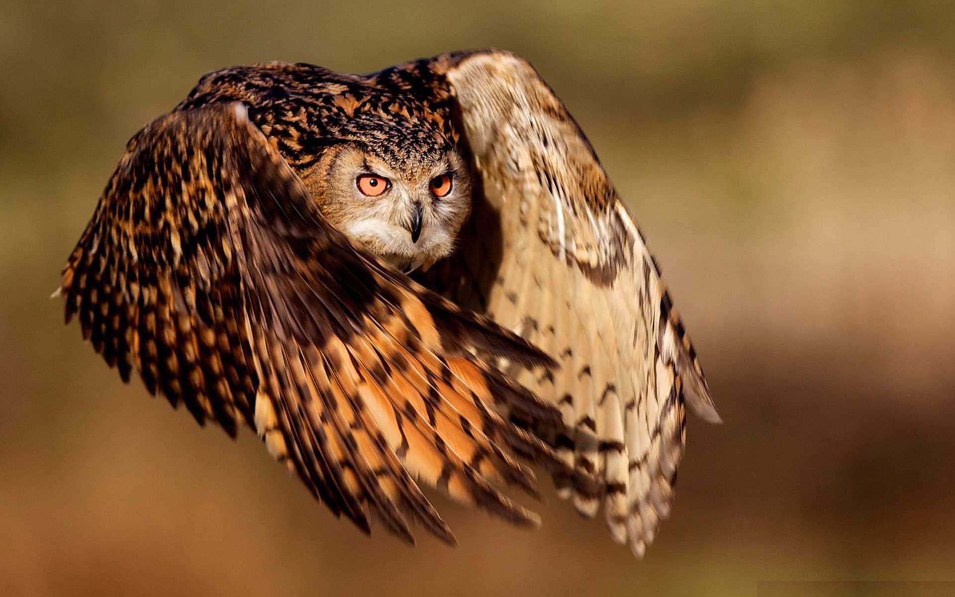 hibou vol ailes yeux