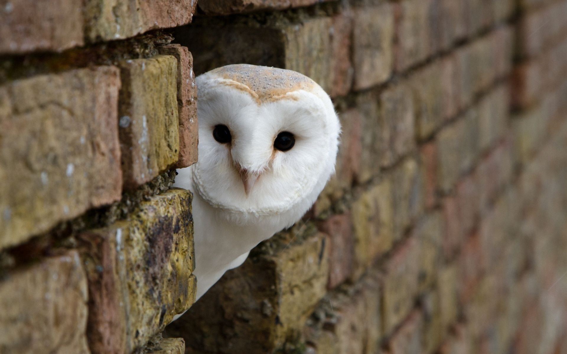 wall brick masonry white owl head view