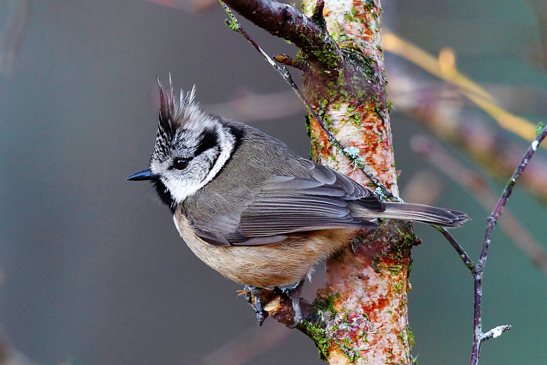 vogel meise getuftet zweig