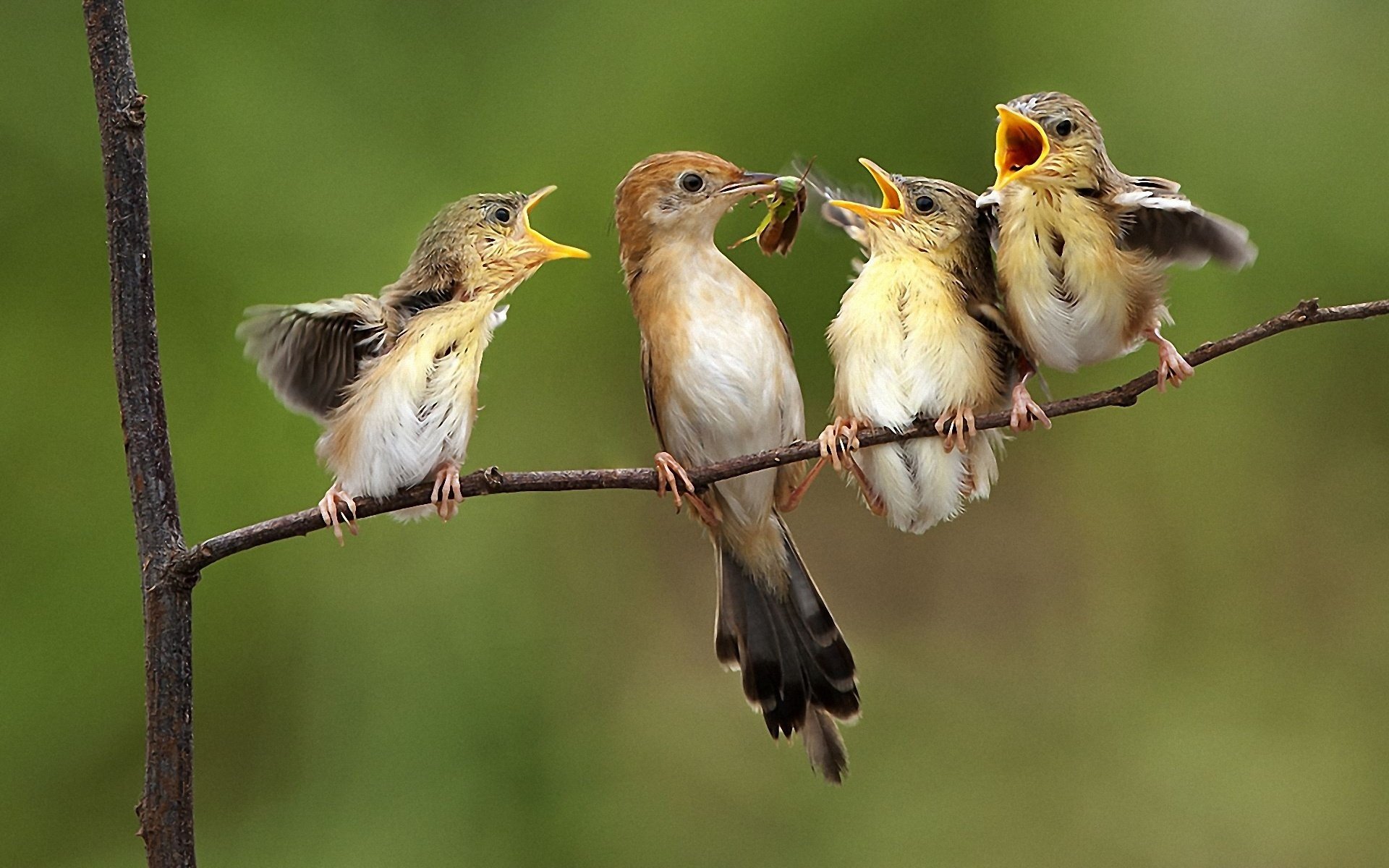 aves gorriones mamá niños familia comida comida hambre alimentación mosca insecto rama árbol quién es el primero niños pequeños amarillo naturaleza plumas alas cheek-cheek