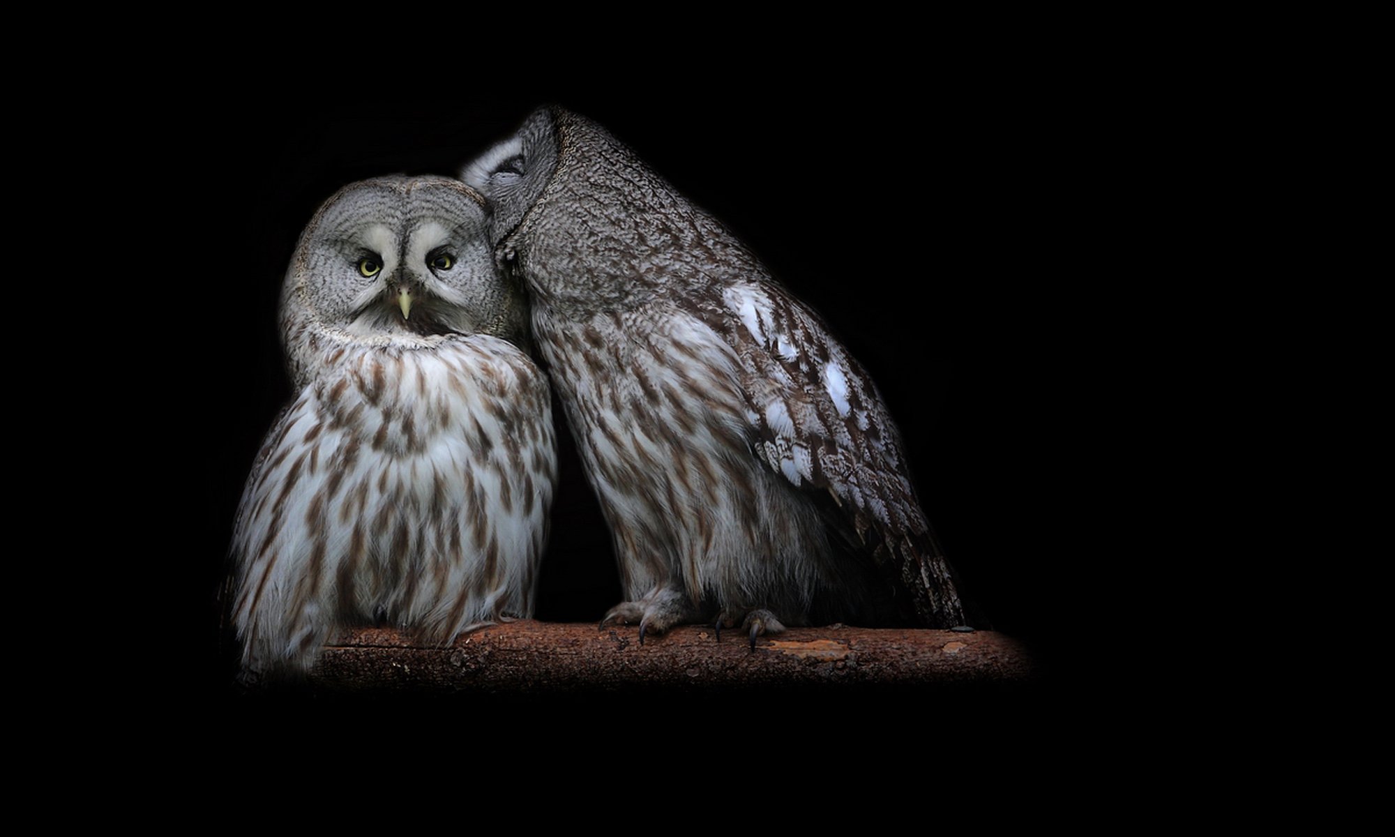 oiseaux hiboux couple assis branche plumes fond noir