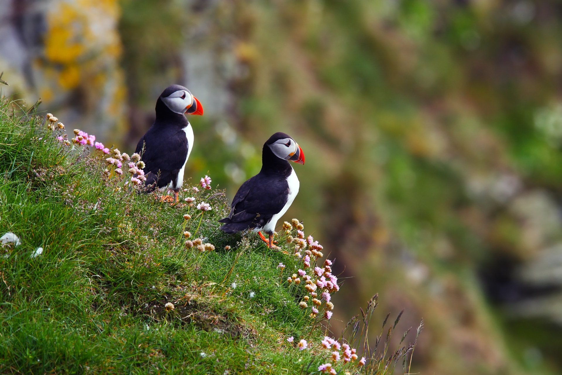 uccelli puffino atlantico fratercula arctica puffino