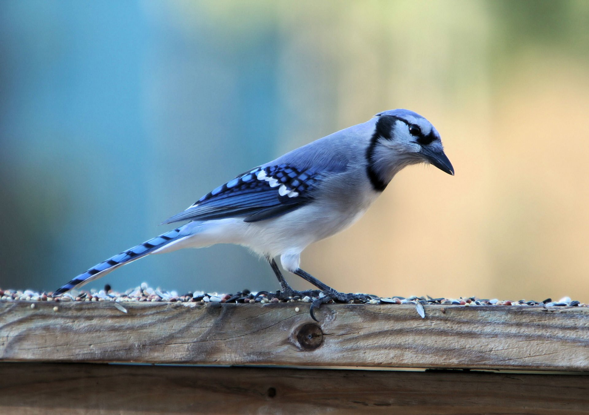 uccello in piedi ghiandaia blu