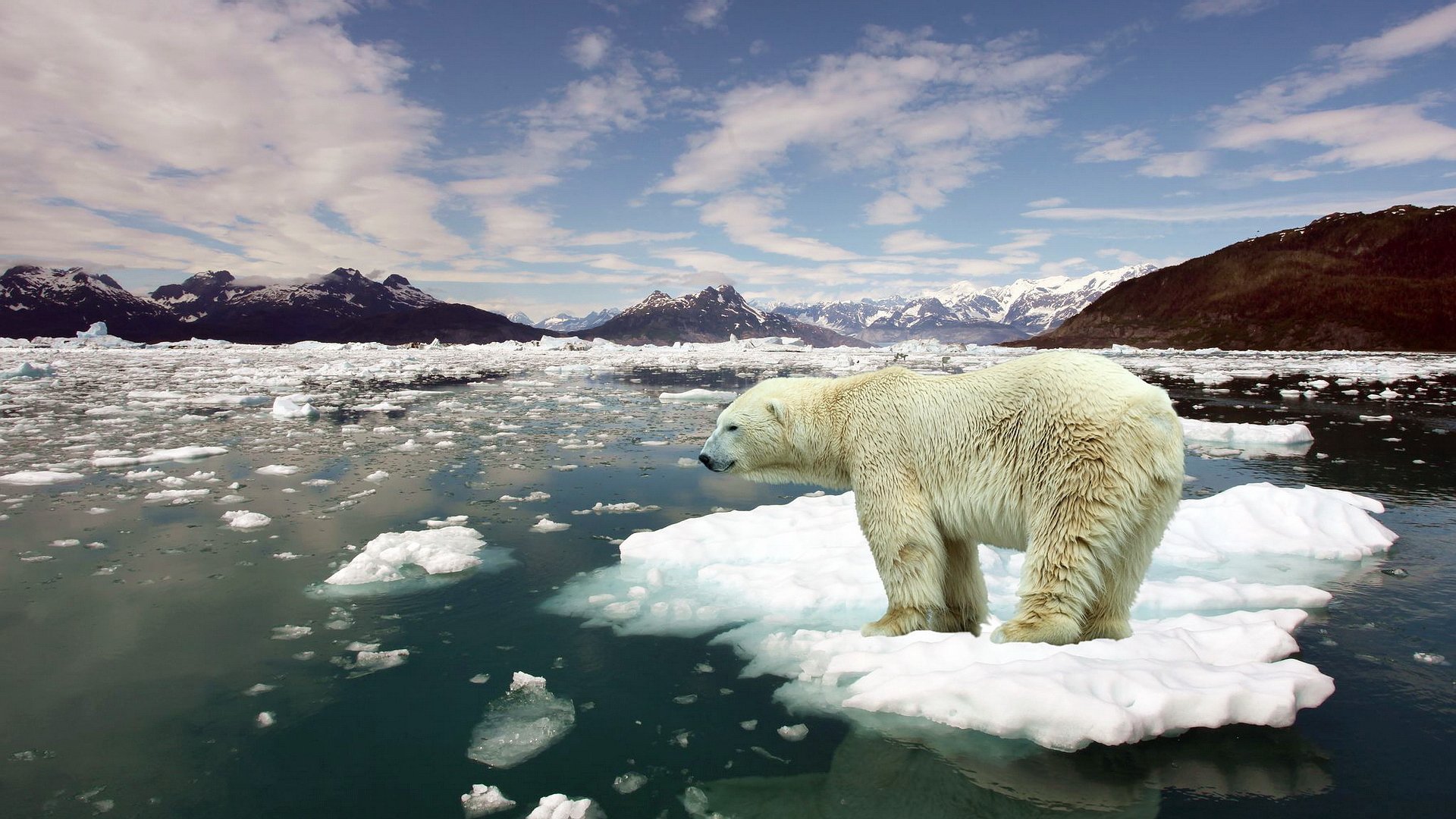 white bear the beast arctic frost winter snow sea ocean ice floes horizon the distance mountain sky clouds wool fur predator