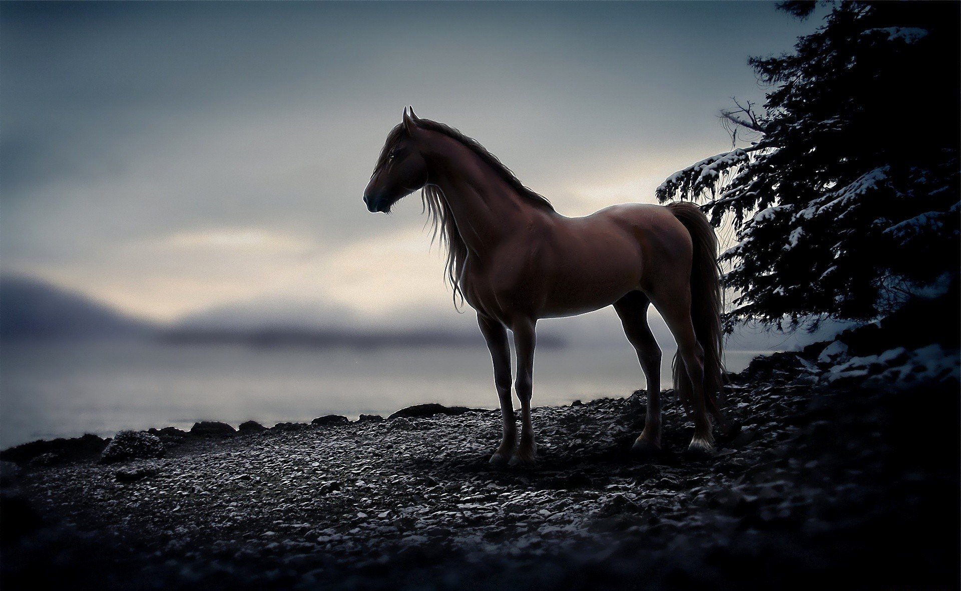 animal caballo caballo noche piedras