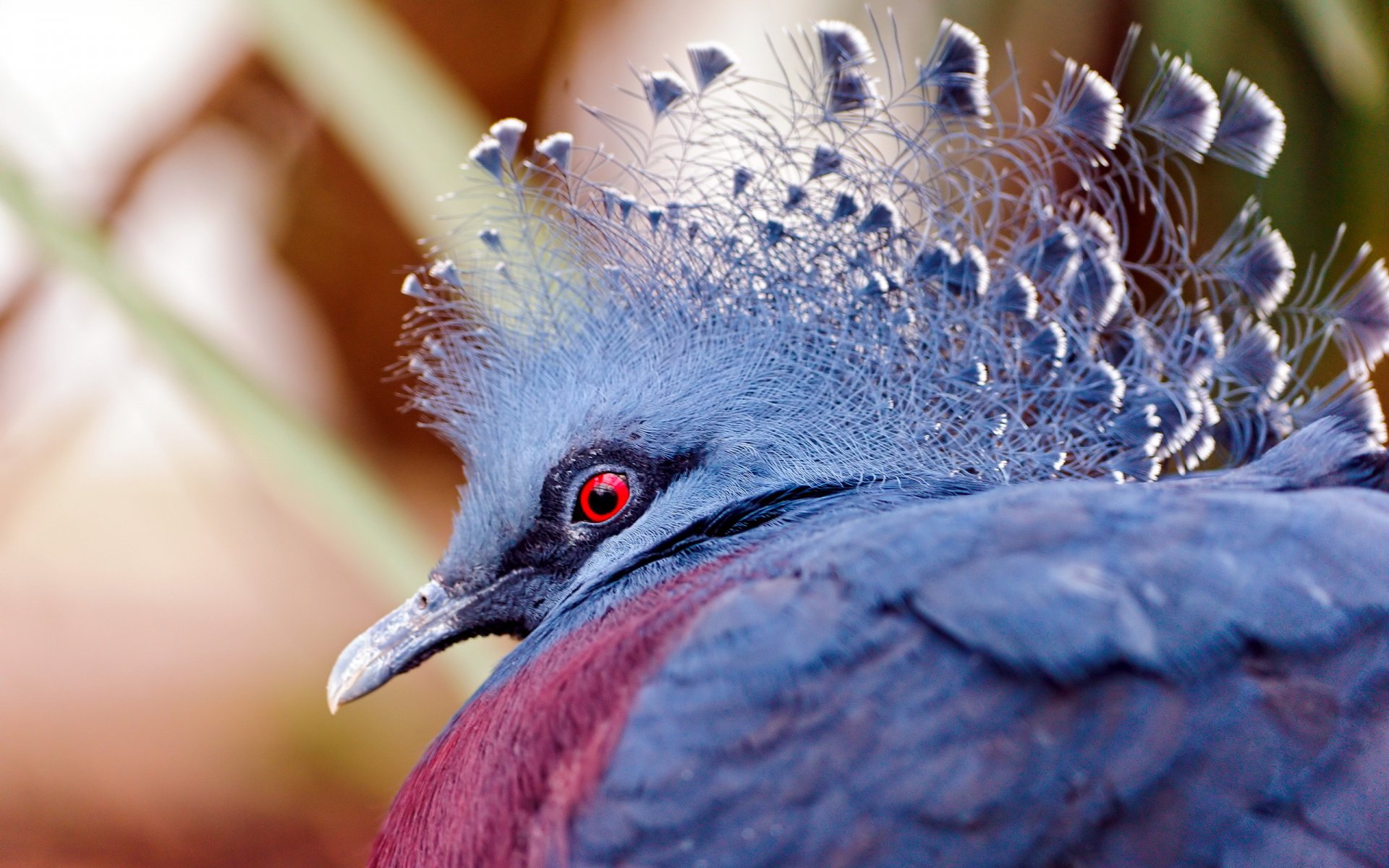 oiseau nature gros plan