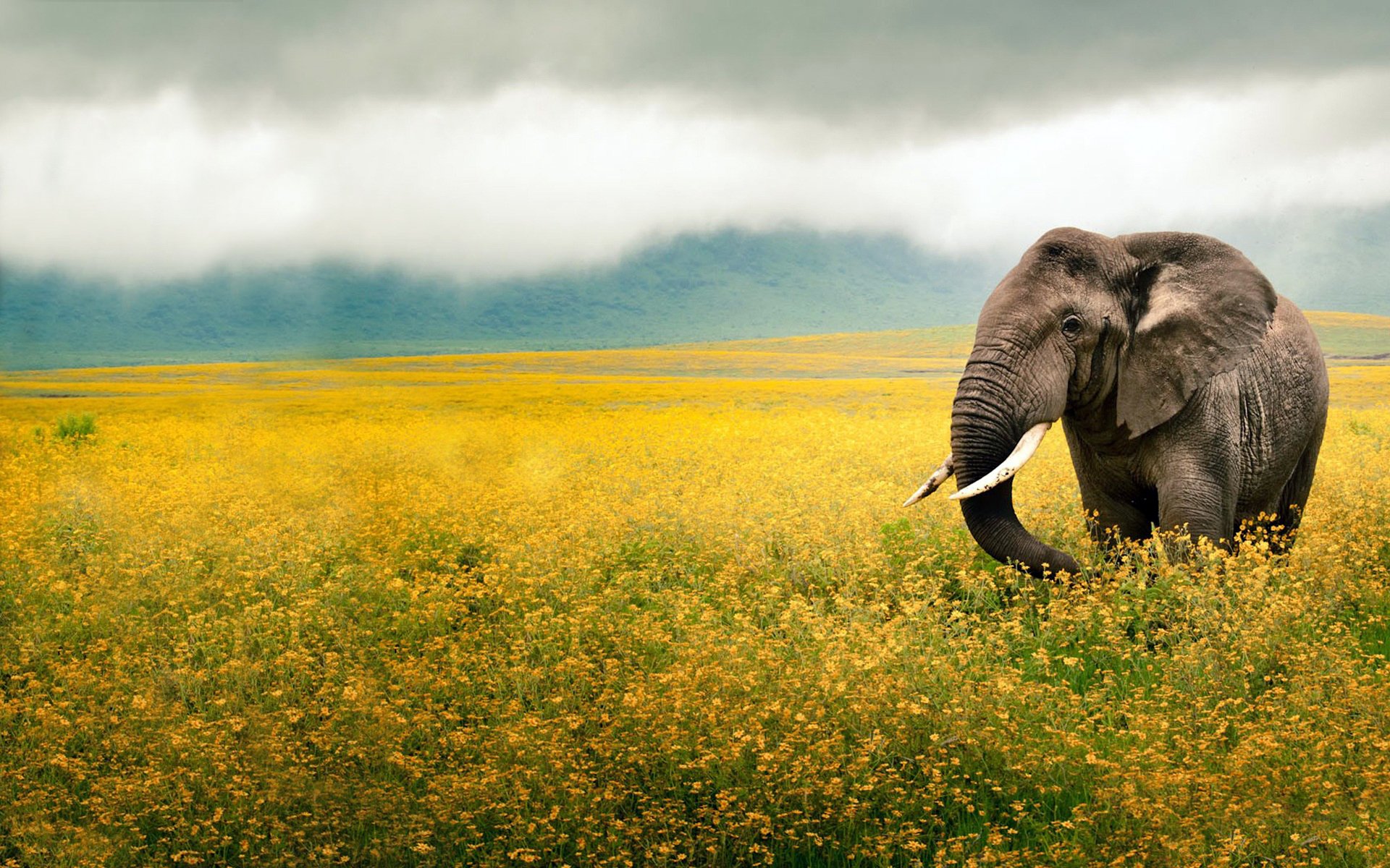 champ fleurs éléphant tronc oreilles défenses brouillard nuages