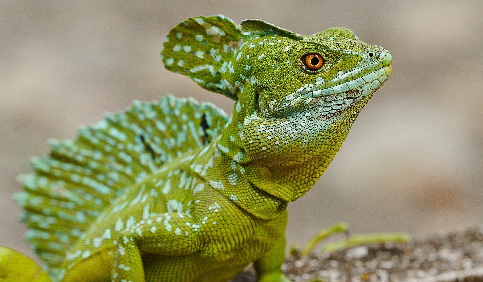 basilic vue lézard reptile oeil