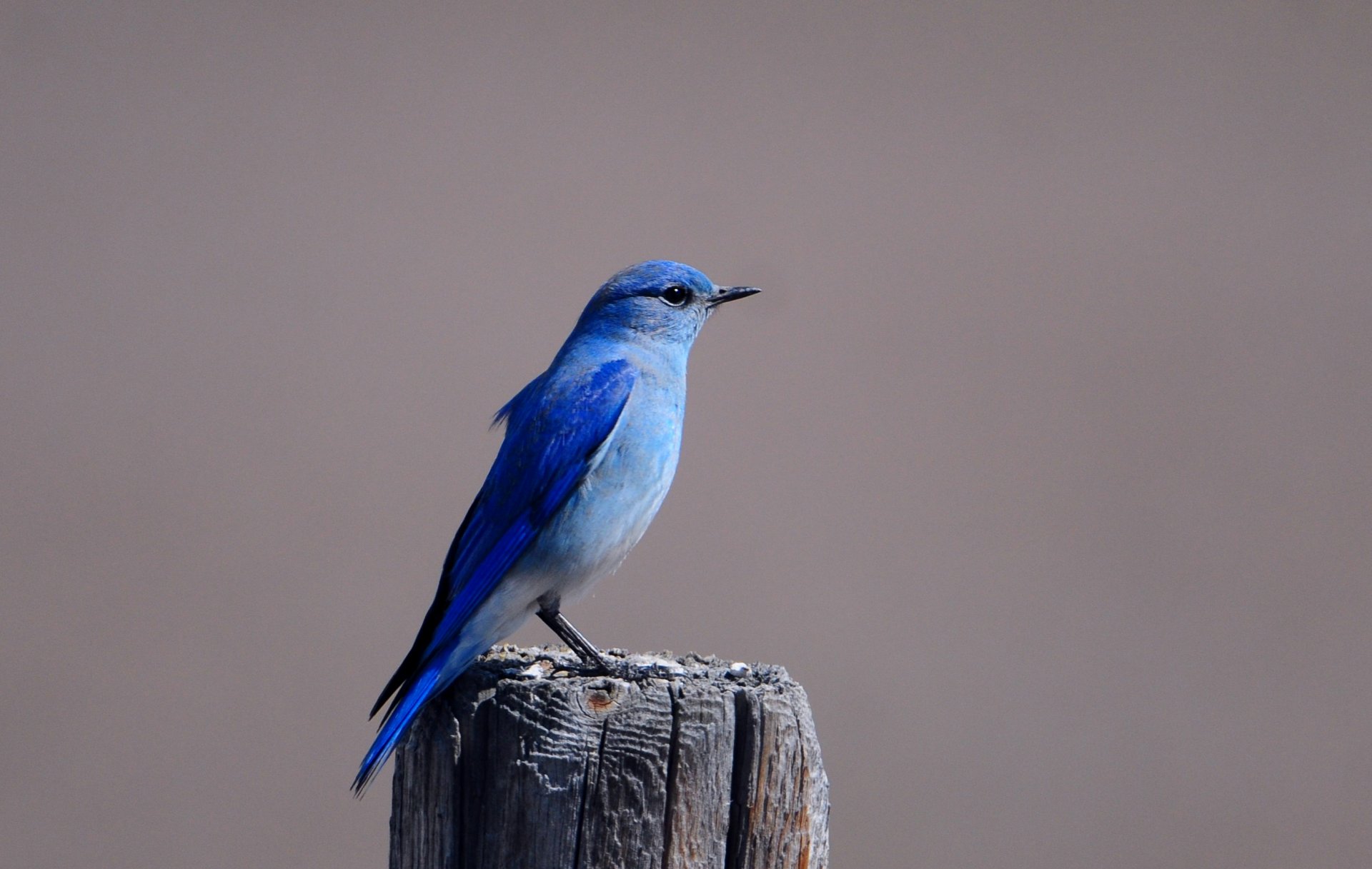 pájaro pajarito azul espuma