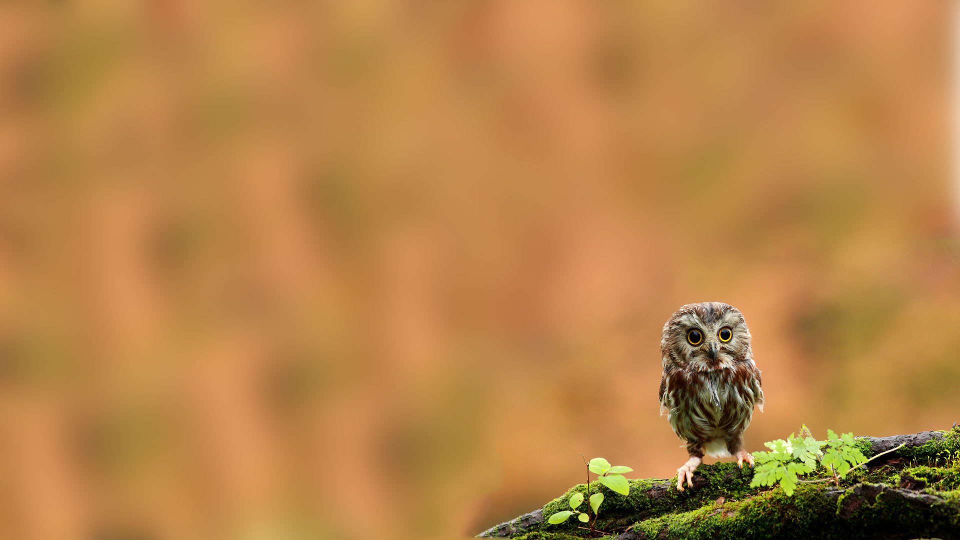 poultry owl chick branch mo