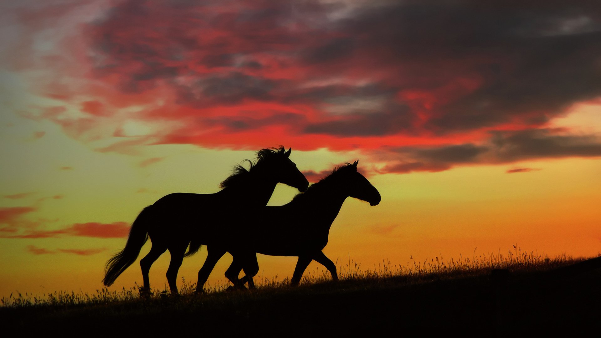 chevaux coucher de soleil nature