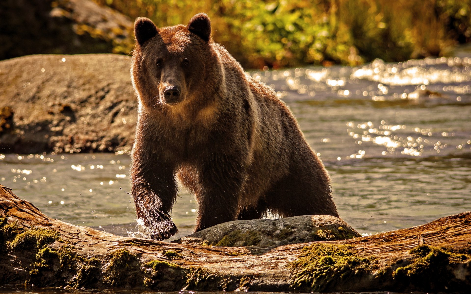 oso agua río naturaleza