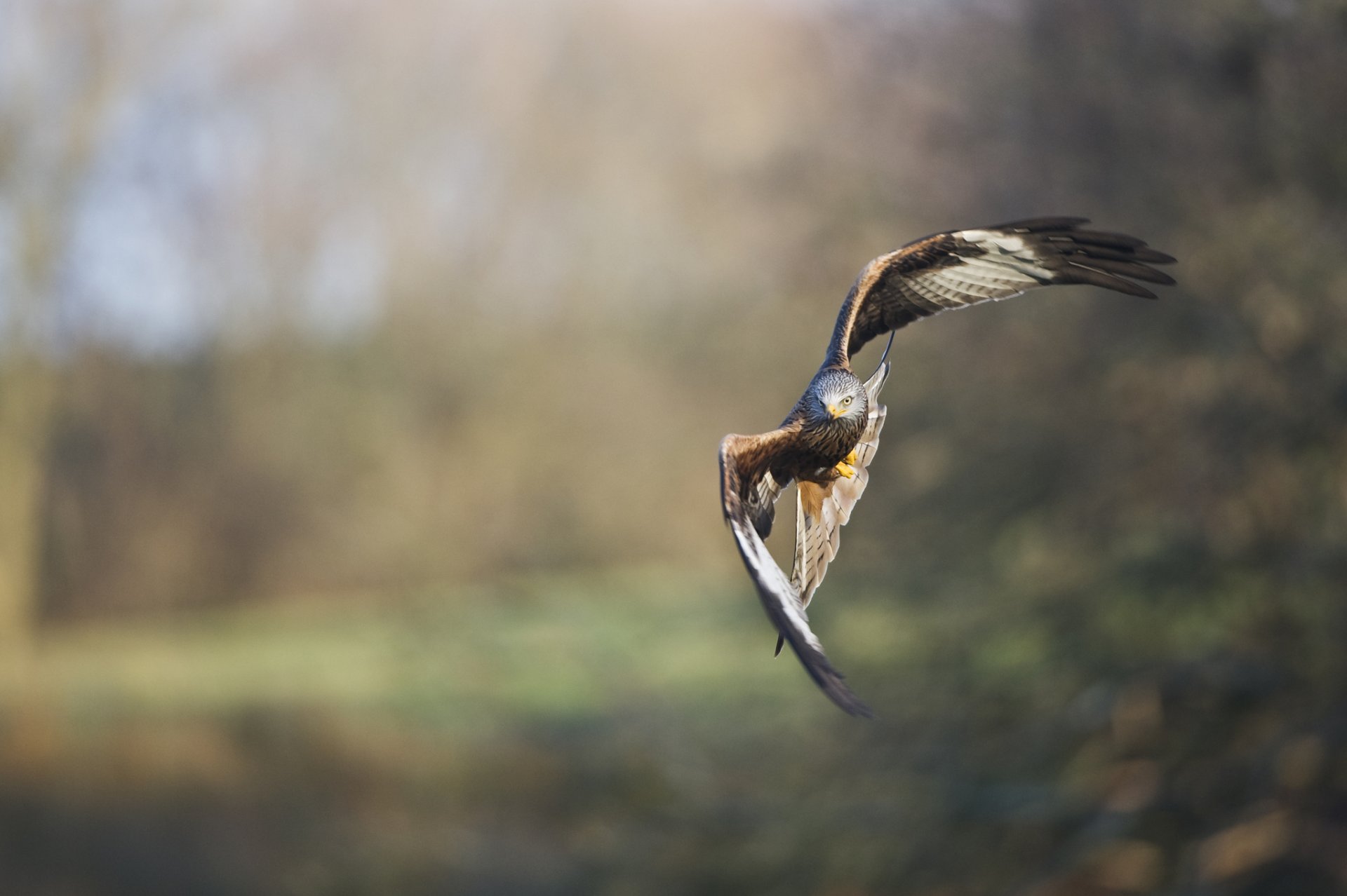 uccello becco ali falco