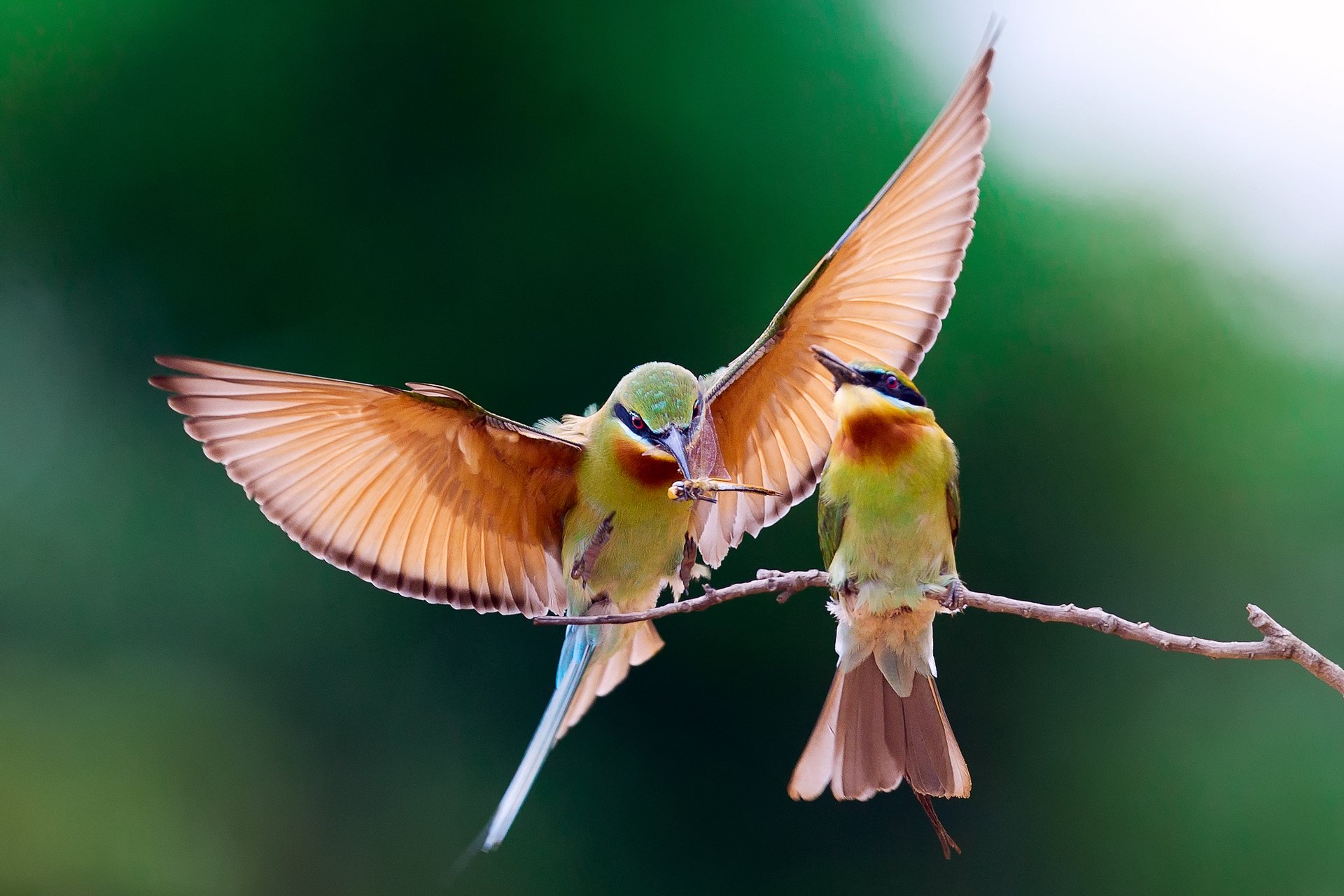 birds pcheloedki golden bee-eater branch