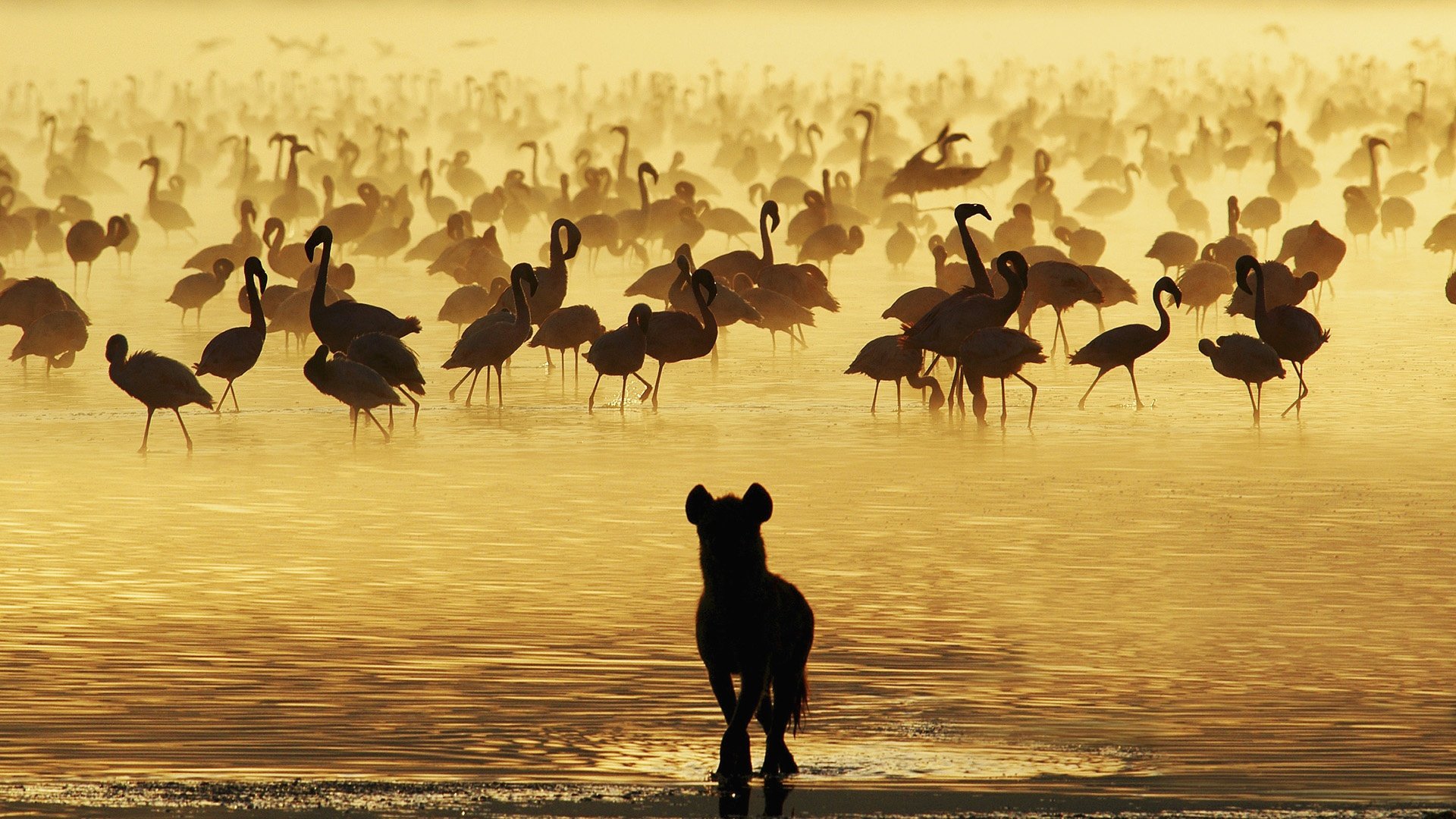 flamants roses eau hyène