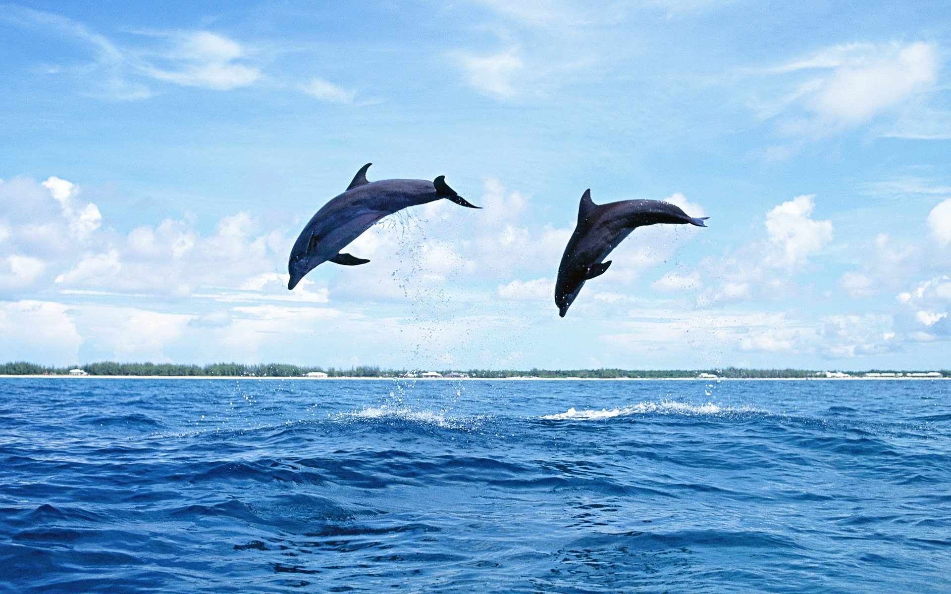 dolphins jump water nature sea mammal sky island