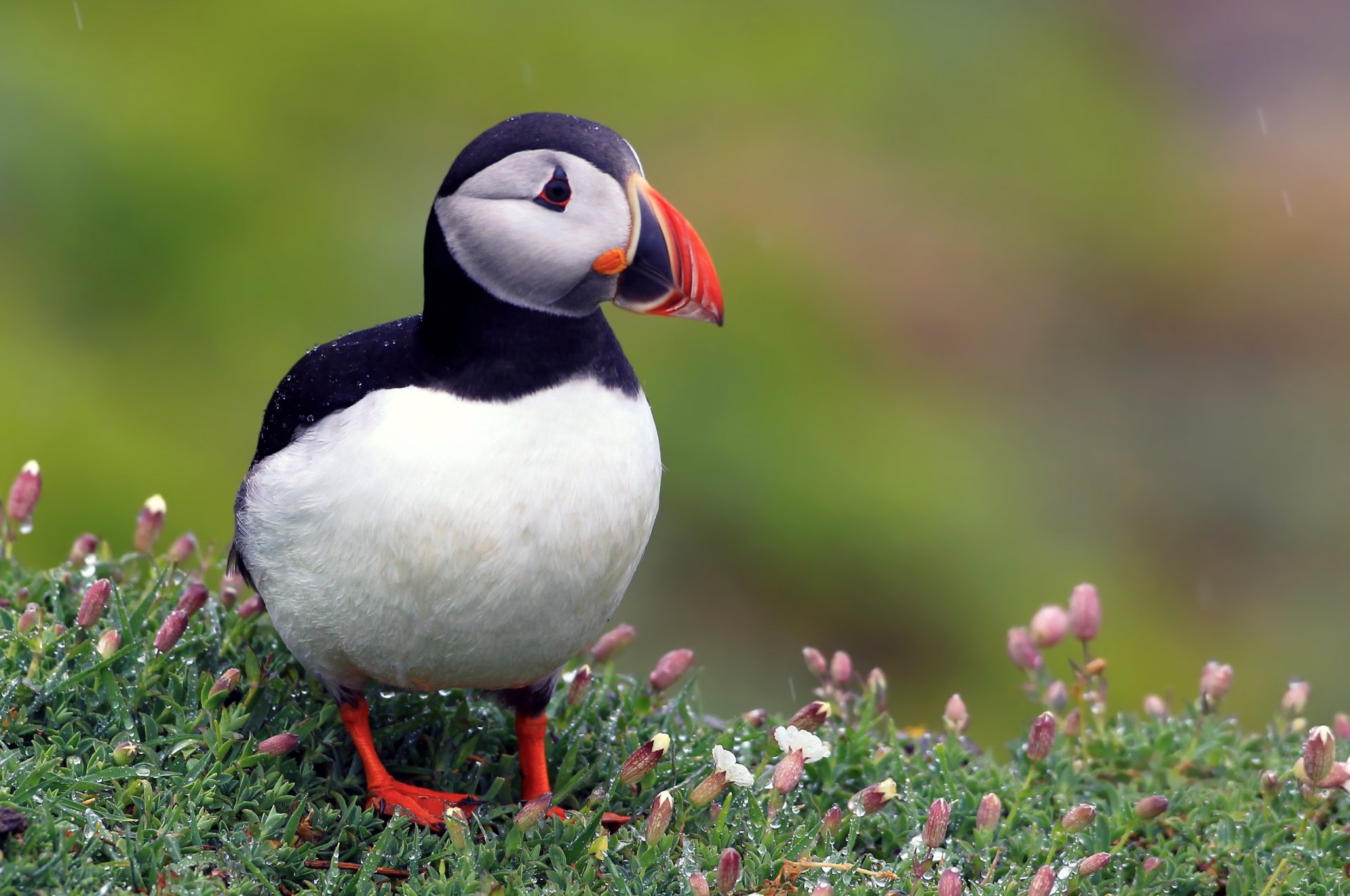 aves pájaro frailecillo del atlántico fratercula arctica frailecillo flores rocío gotas lluvia rosáceo fondo