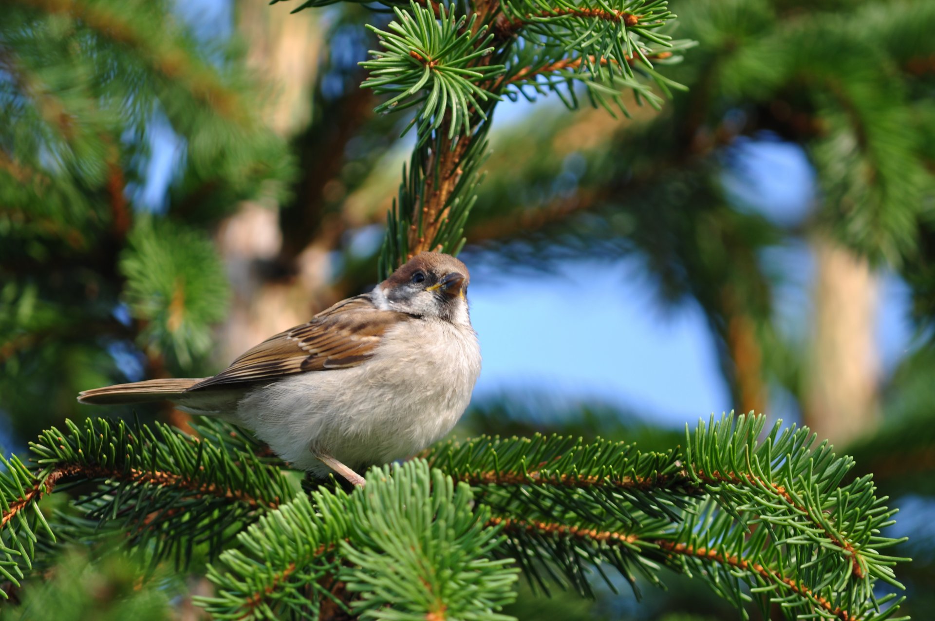 oiseau assis branche sapin nature moineau