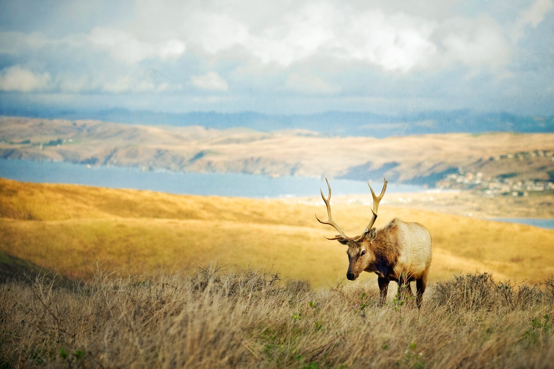 reindeer horn valley slope gra