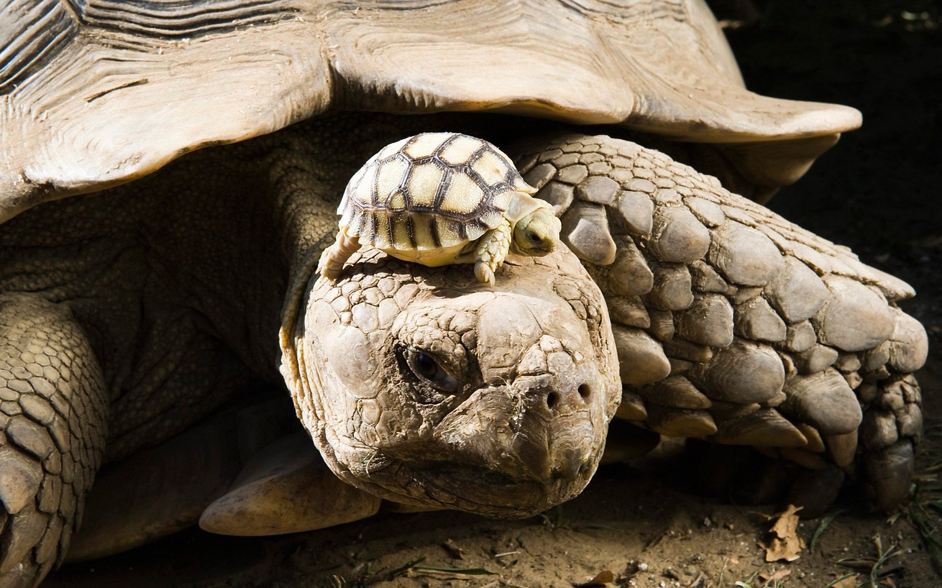 turtle baby shell