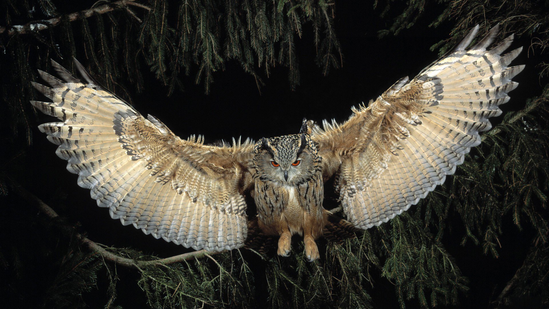 uccello gufo ali volo notte