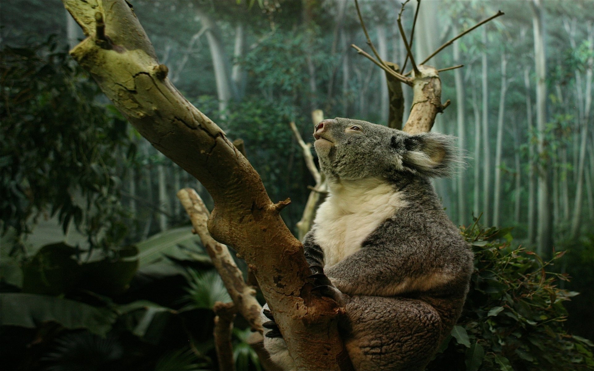 koala feet claws tree trunk forest